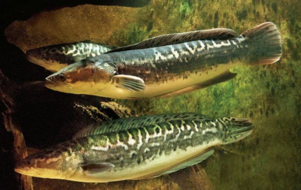 Snakehead fish in the water - invasive species