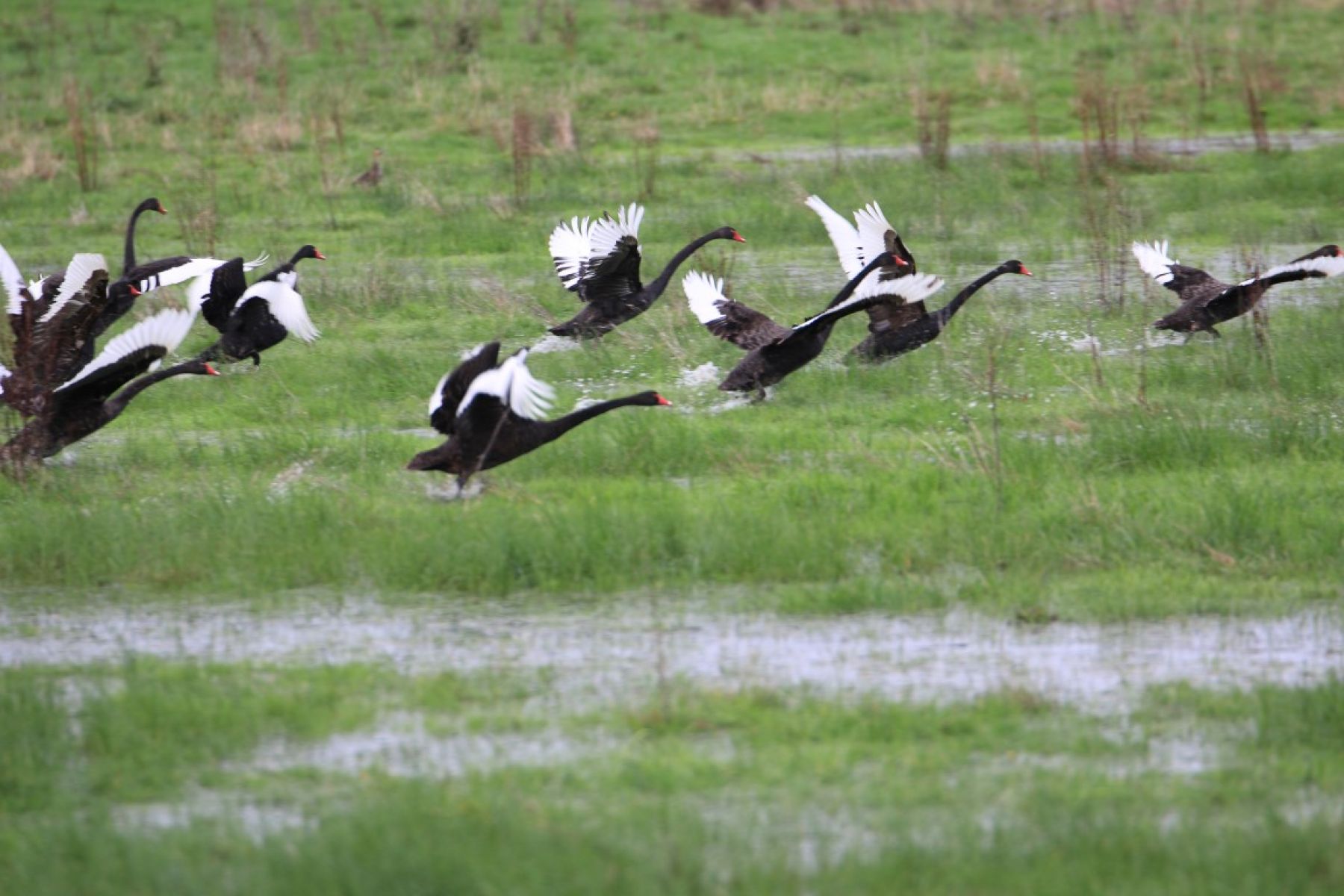 A flock of black swans fly over a grassy patch of wetlands. This bird’s indigenous name is Kunuwar. The scientific name is Cygnus atratus.