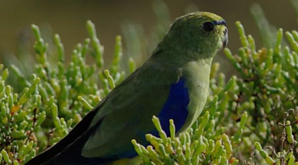 Blue-winged parrot 