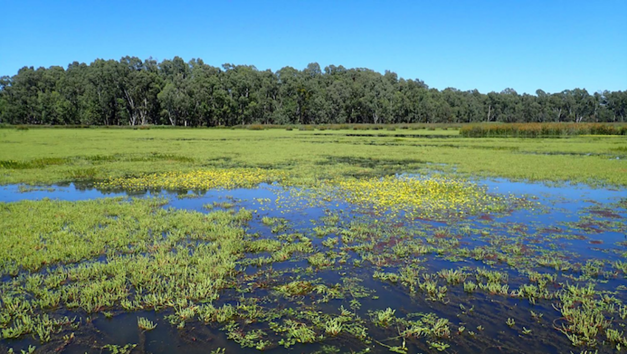 Image of wetlands at Barmah Forest, Australia.