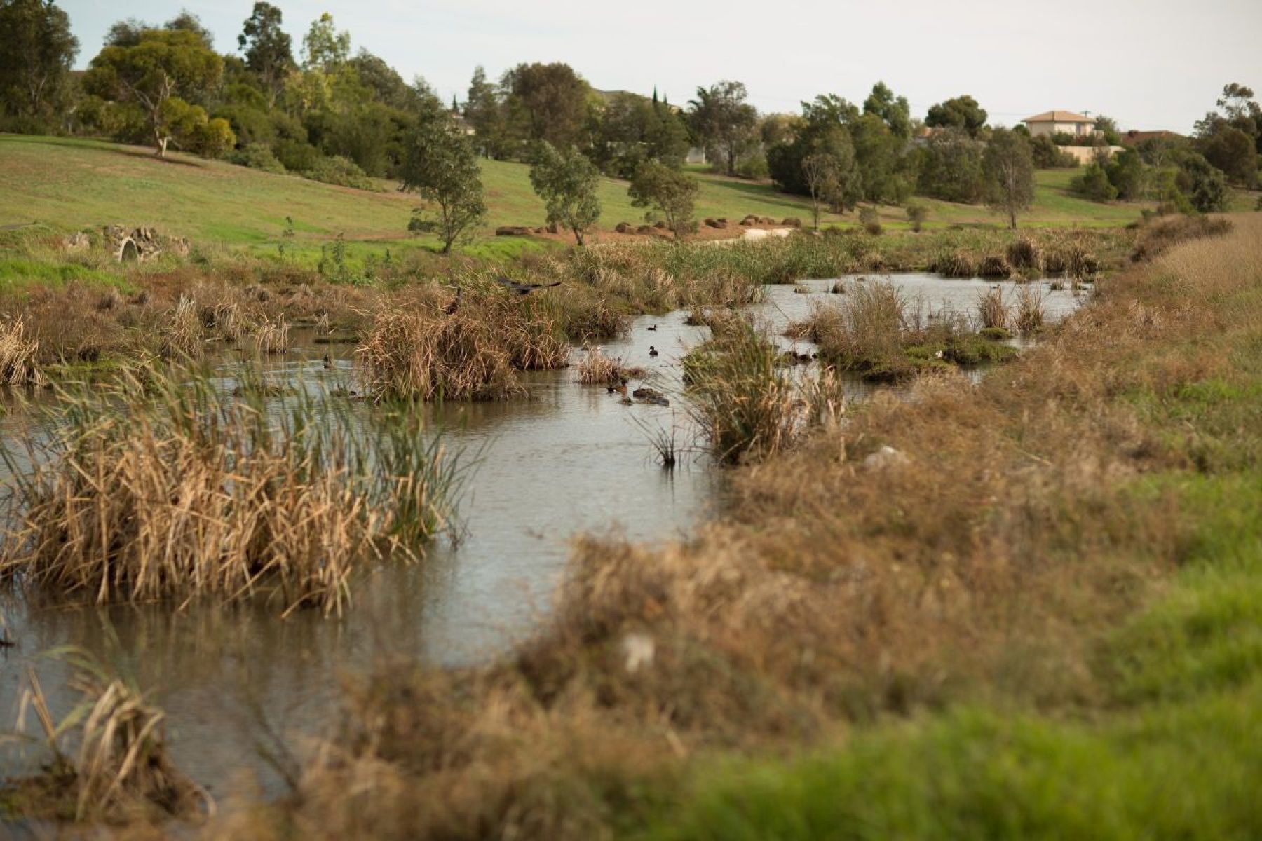 An urban waterway with vegetation on both sides