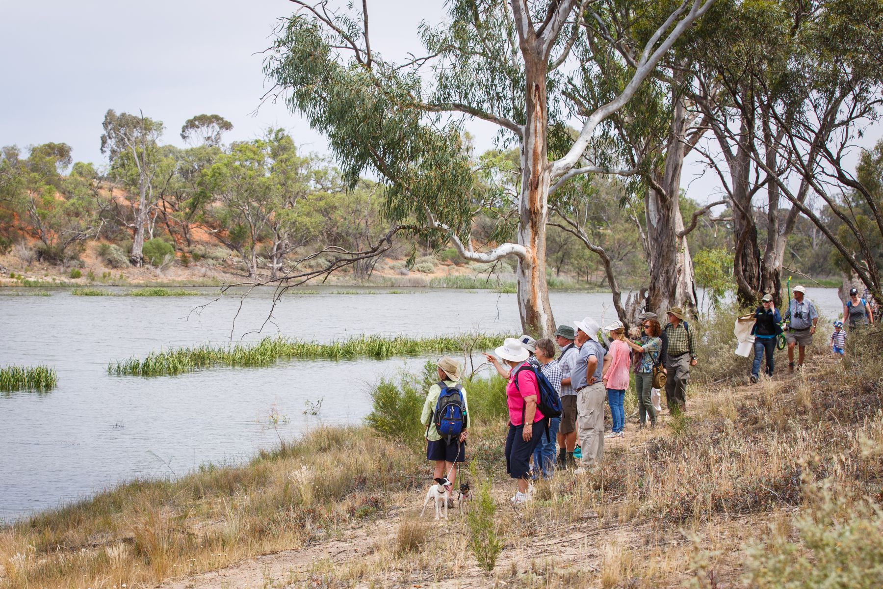 A group of bushwalkers are walking along the riverbank. They have two small dogs with them on a leash. Two of the bushwalkers are pointing out to a landmark on the other side of the river. 