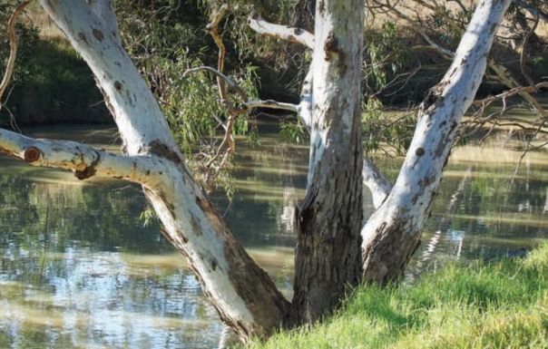 Sunlight through trees at Jacksons Creek, Sunbury