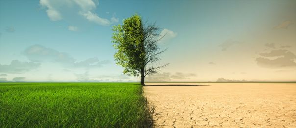 tree in a field with no grass on one side, grass on the other