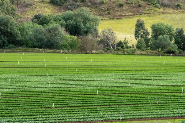 Aerial view of green fields of lettuce crops in Bacchus Marsh