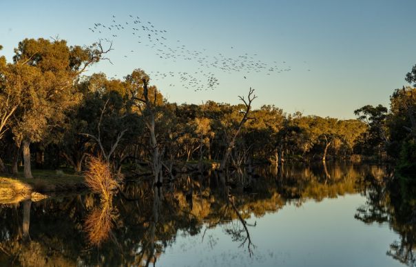 Blue Skies with flock of birds at Torrumbarry weir