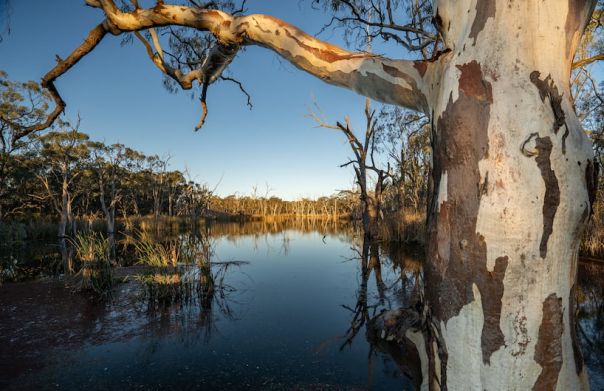 River gum at Torrumbarry