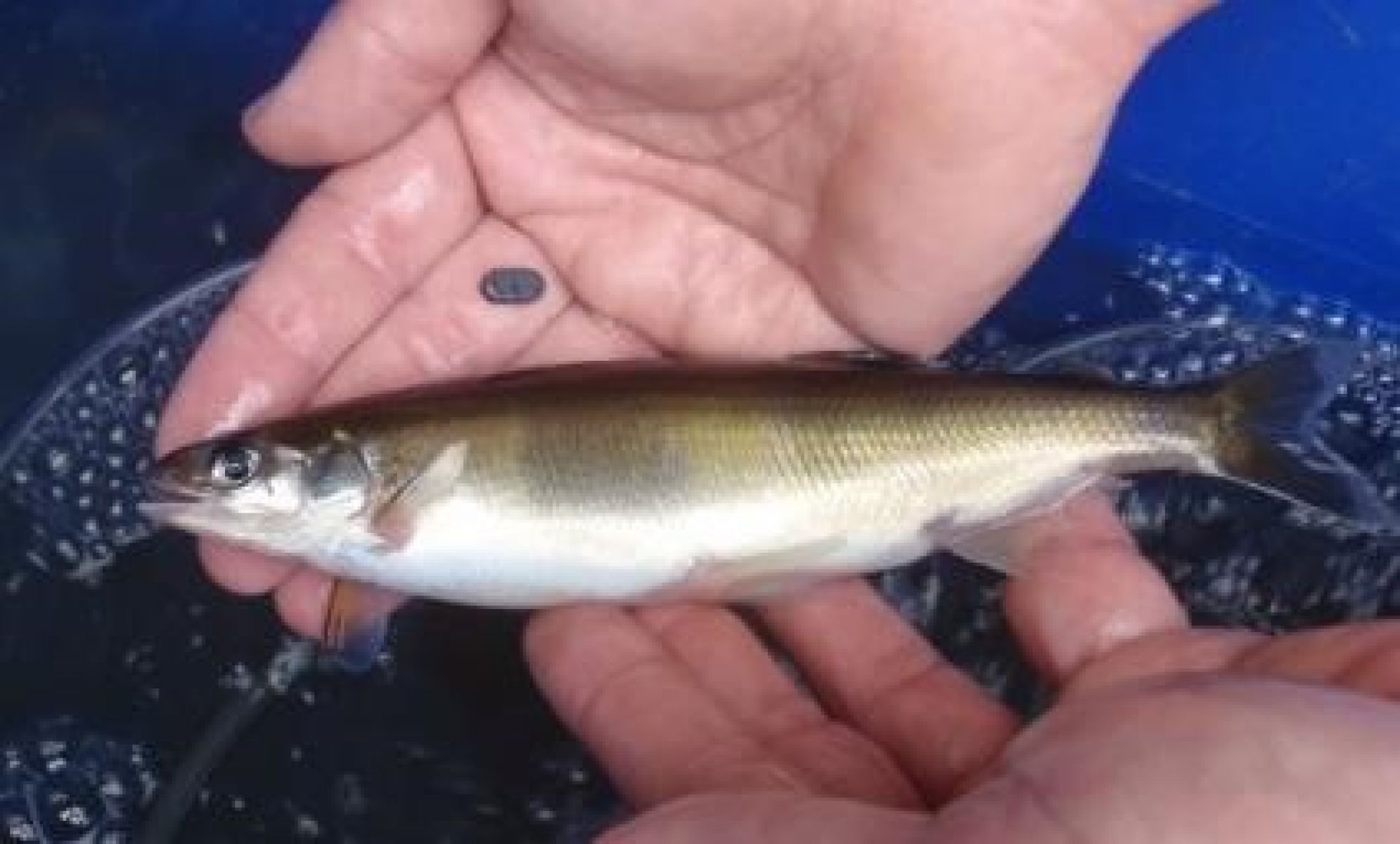 An image of an Australian grayling fish on a pair of hands. A small transmittor is also in the image. This fish has a slender body and small head. Brownish to olive colouring on the upper body, and light on the sides and belly is white.