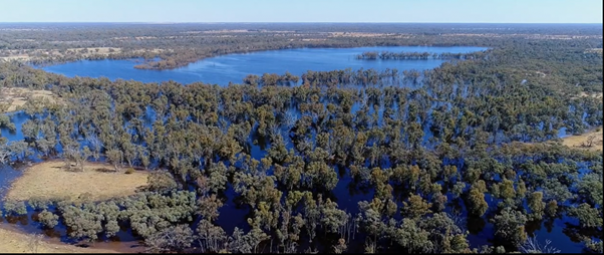Aerial view of Hattah Lakes. Lake surrounded by mature trees. 