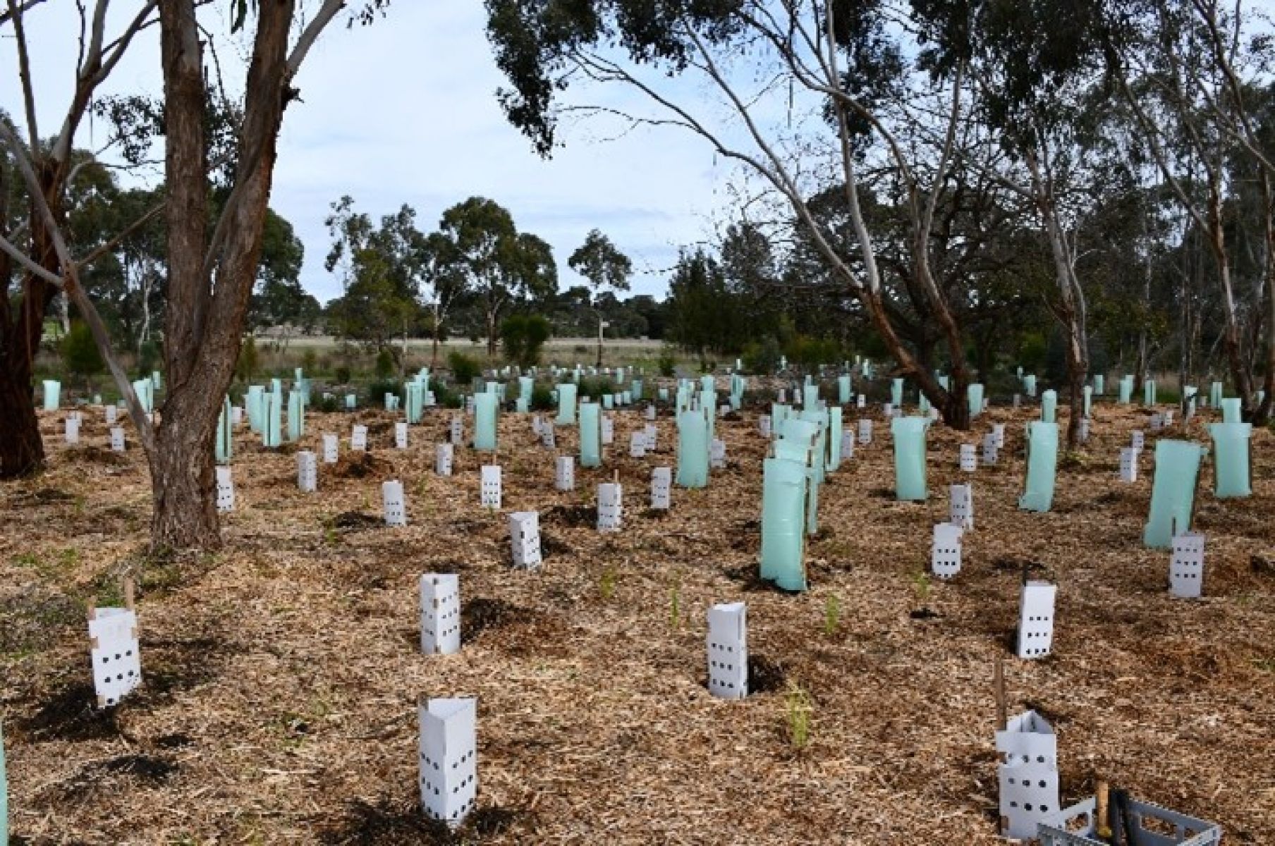 Revegetation on the Grange Burn, Hamilton. Photo courtesy Glenelg Hopkins CMA