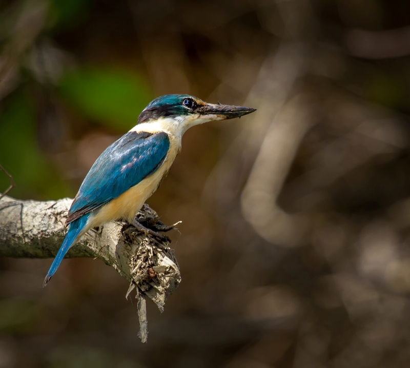 Sacred Kingfisher