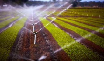Sprinkler spray water over a farm growing fresh produce.
