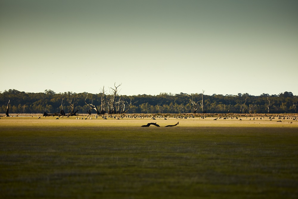 Farmland in the south-west of Victoria.  
