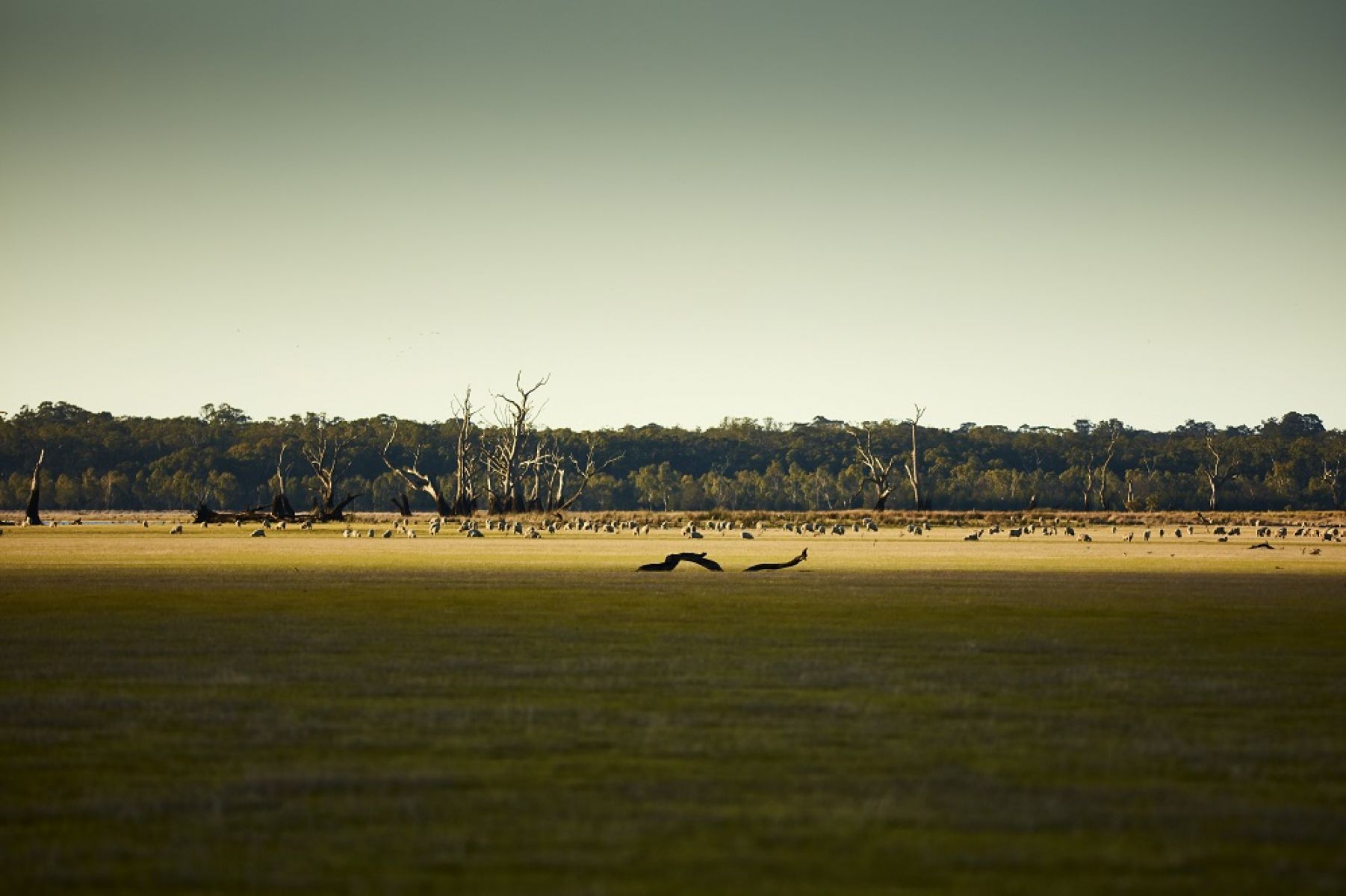 Farmland in the south-west of Victoria.