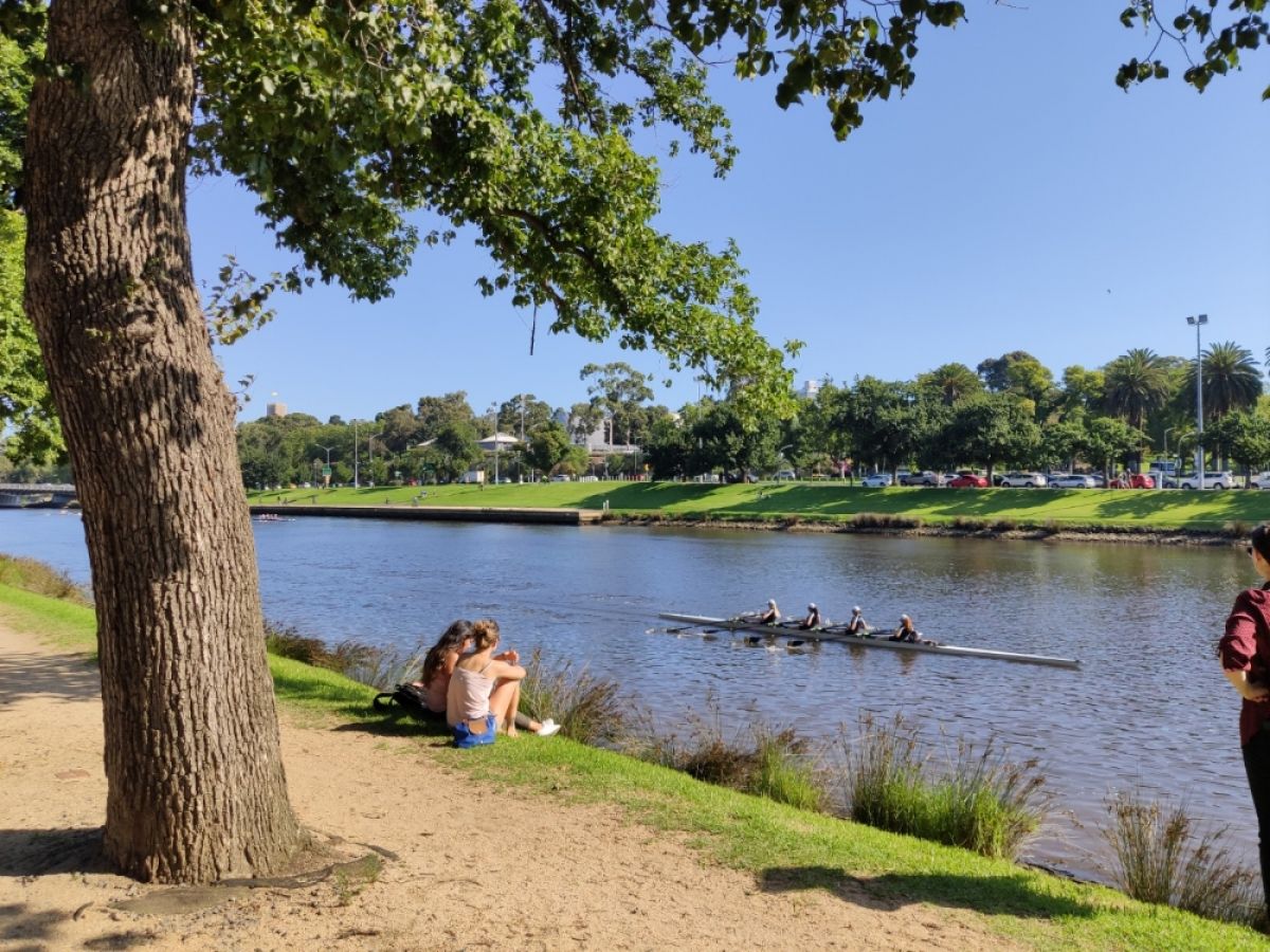 Yarra River bank with rowers in water