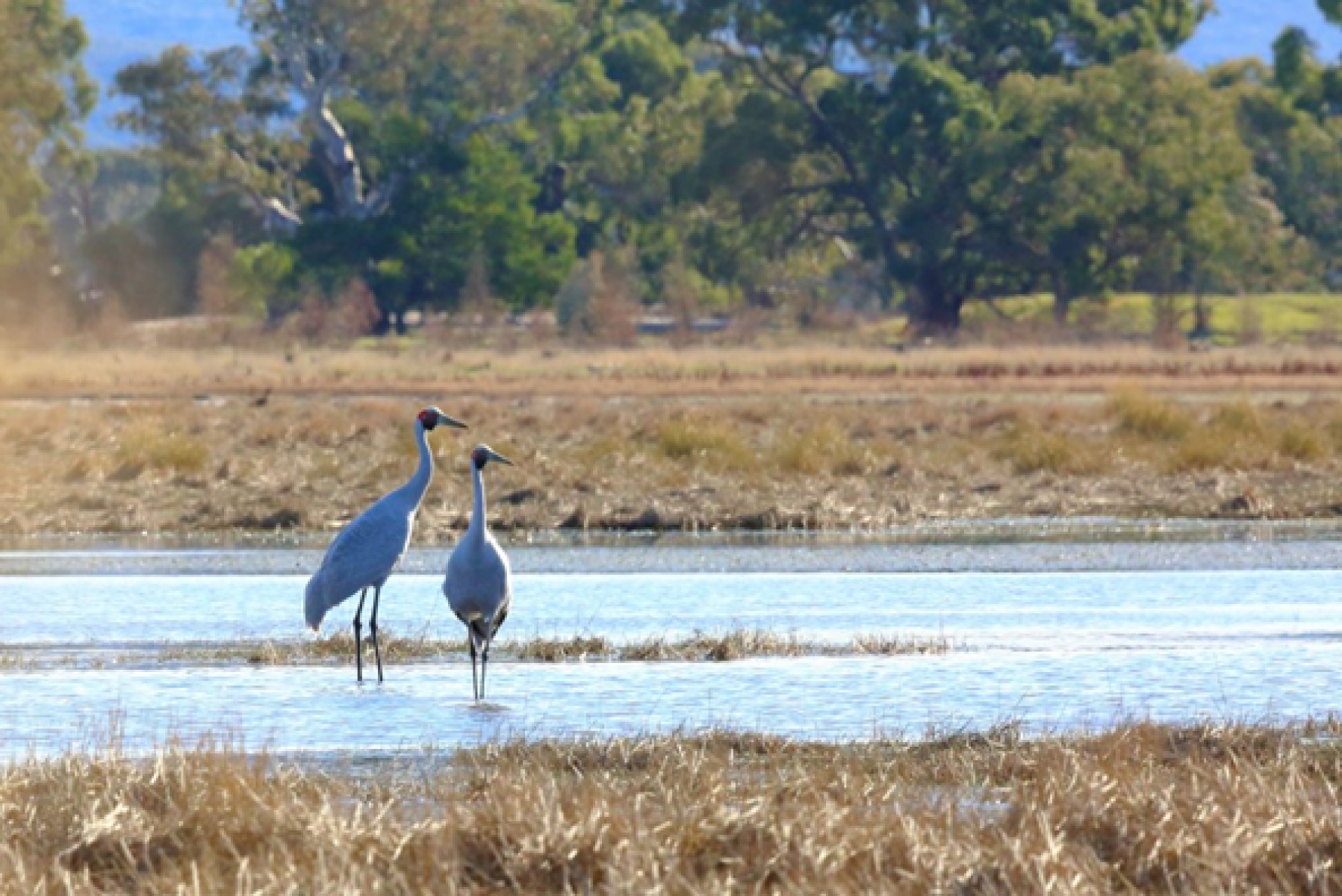 Brolgas at Walker Swamp