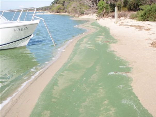 Blue green algae scum across sand and water