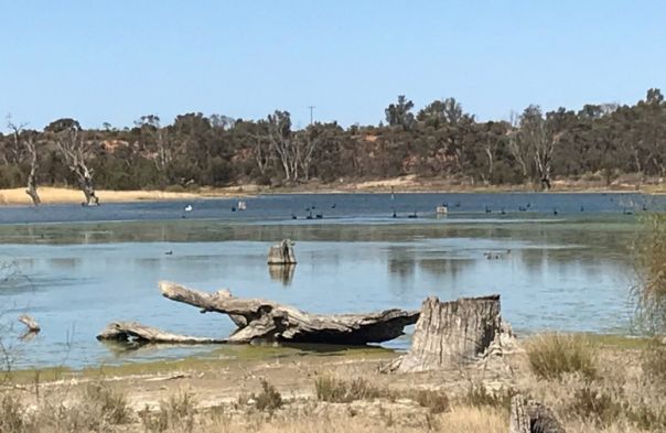 Established trees in the background, water with birds in the middle of the photo and a tree stump in the foreground. A tree log at the edge of the water. 