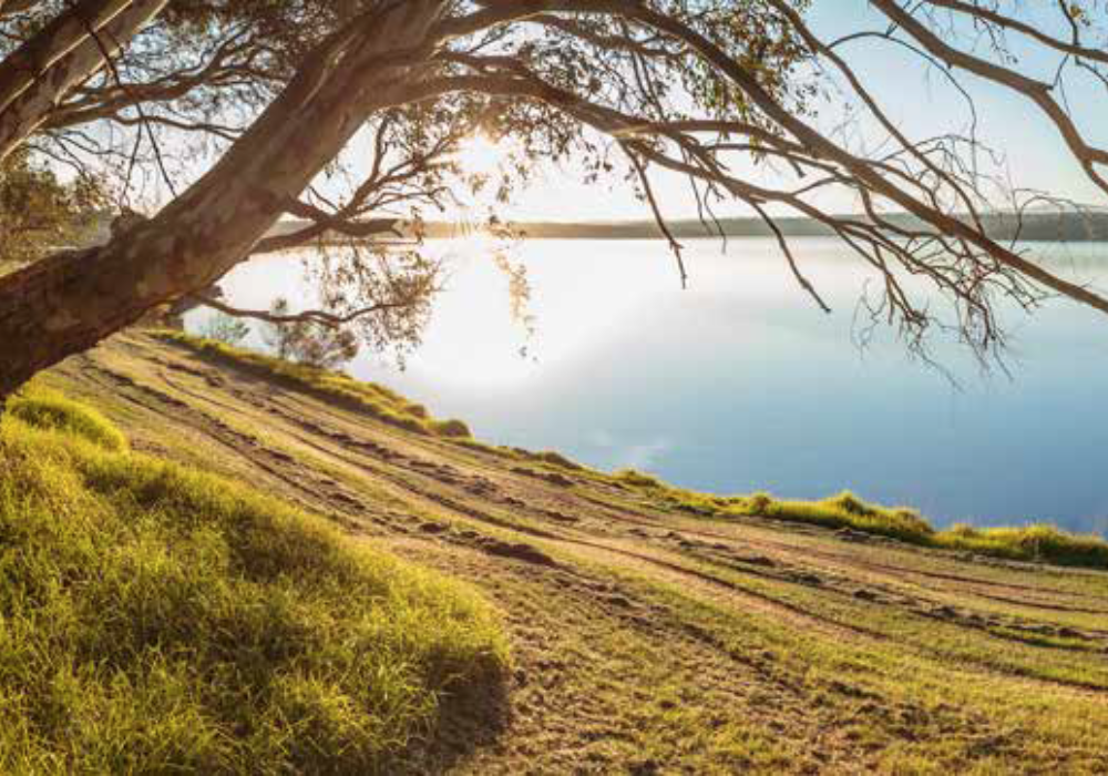 A tree and grass in front of a body of water.  