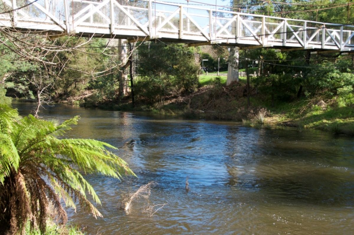 Yarra River Warburton showing overhead bridge and ferns on water edge