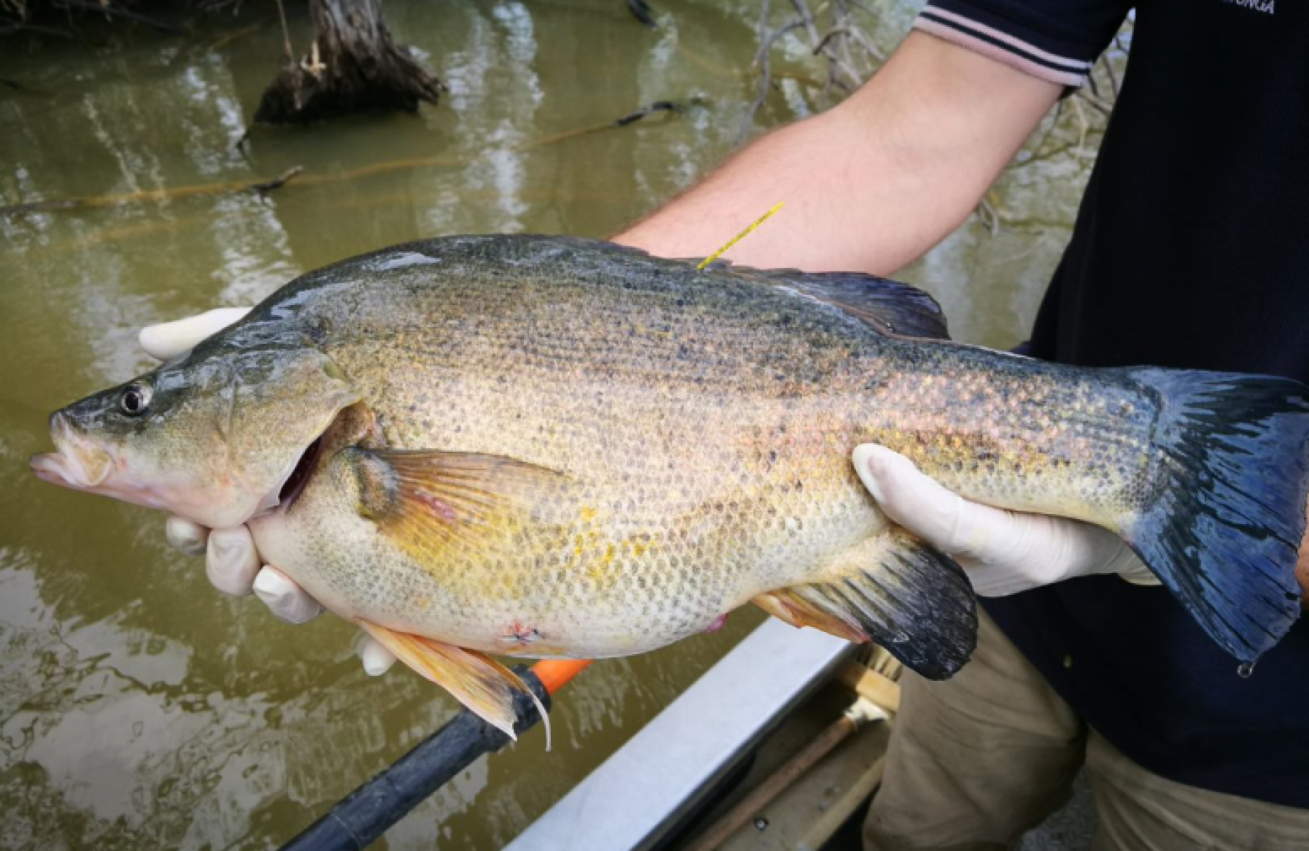 Golden perch being handled in a pair of hands. River in the background