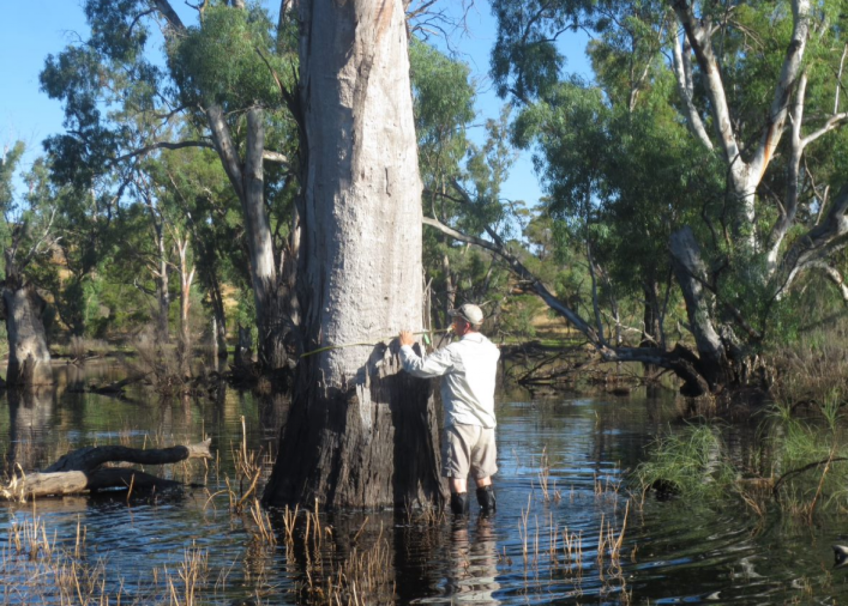 A man staning in Hattah Lakes measuring a river red gum, a measuring tape is around the tree