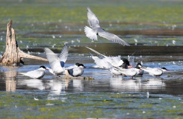 Birds in the water either taking off for flight, getting ready to leave or sitting in the water.