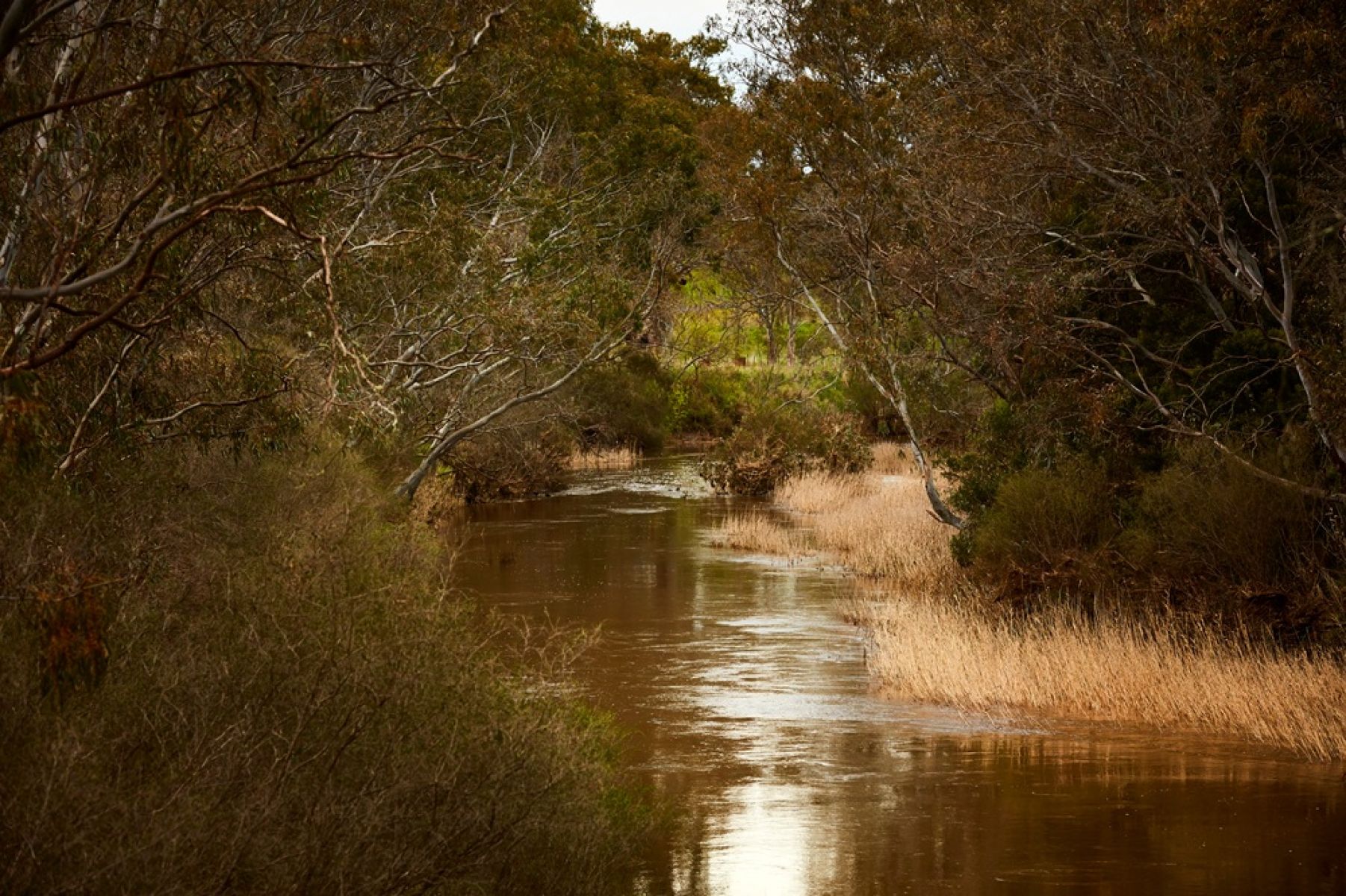 The Glenelg River near Casterton, Victoria.
