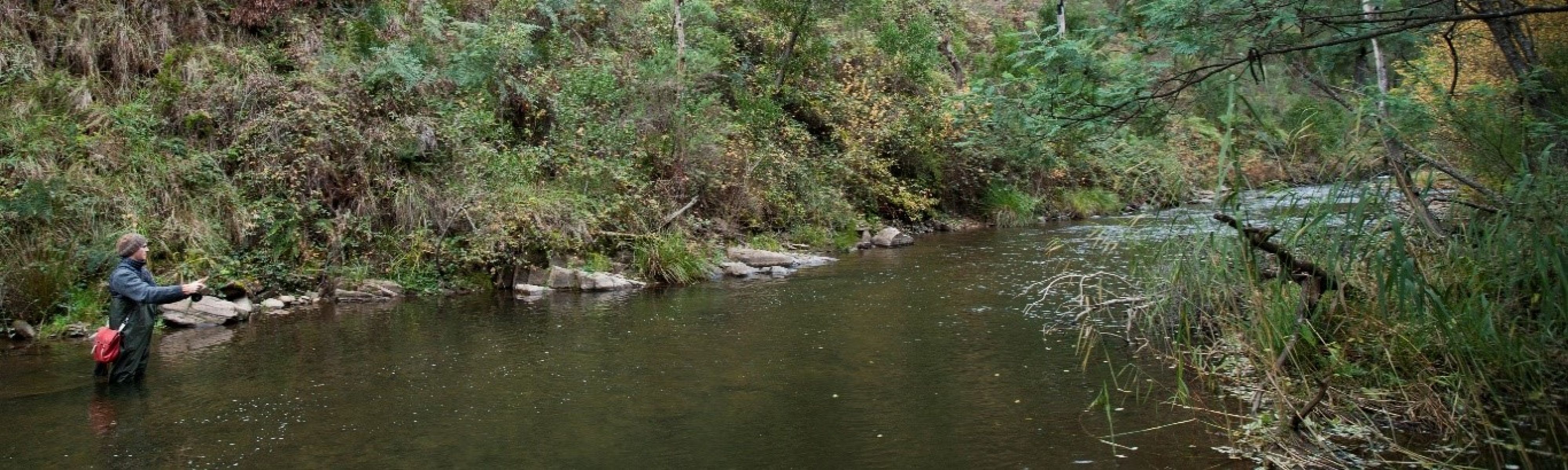 A man is standing in the river wearing a pair of fishing overalls. He is casting a fishing rod into a river. The water is about as deep as his thighs. The river banks are lined with native vegetation and rocks. The water looks healthy and the rocky riverbed is visible from the surface.