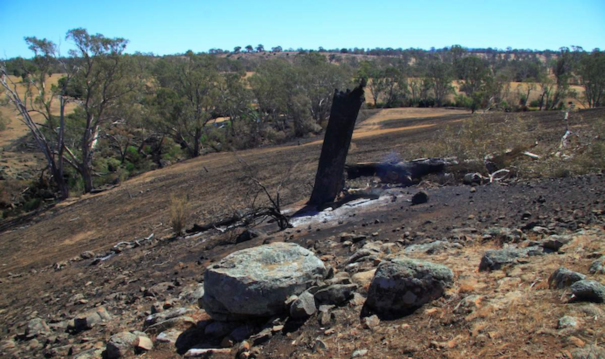 Fire-blackened tree stump and scorched pasture in foreground, intact riparian vegetation in background