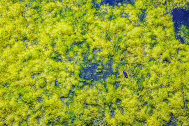 blue green algae floating on top of a lake