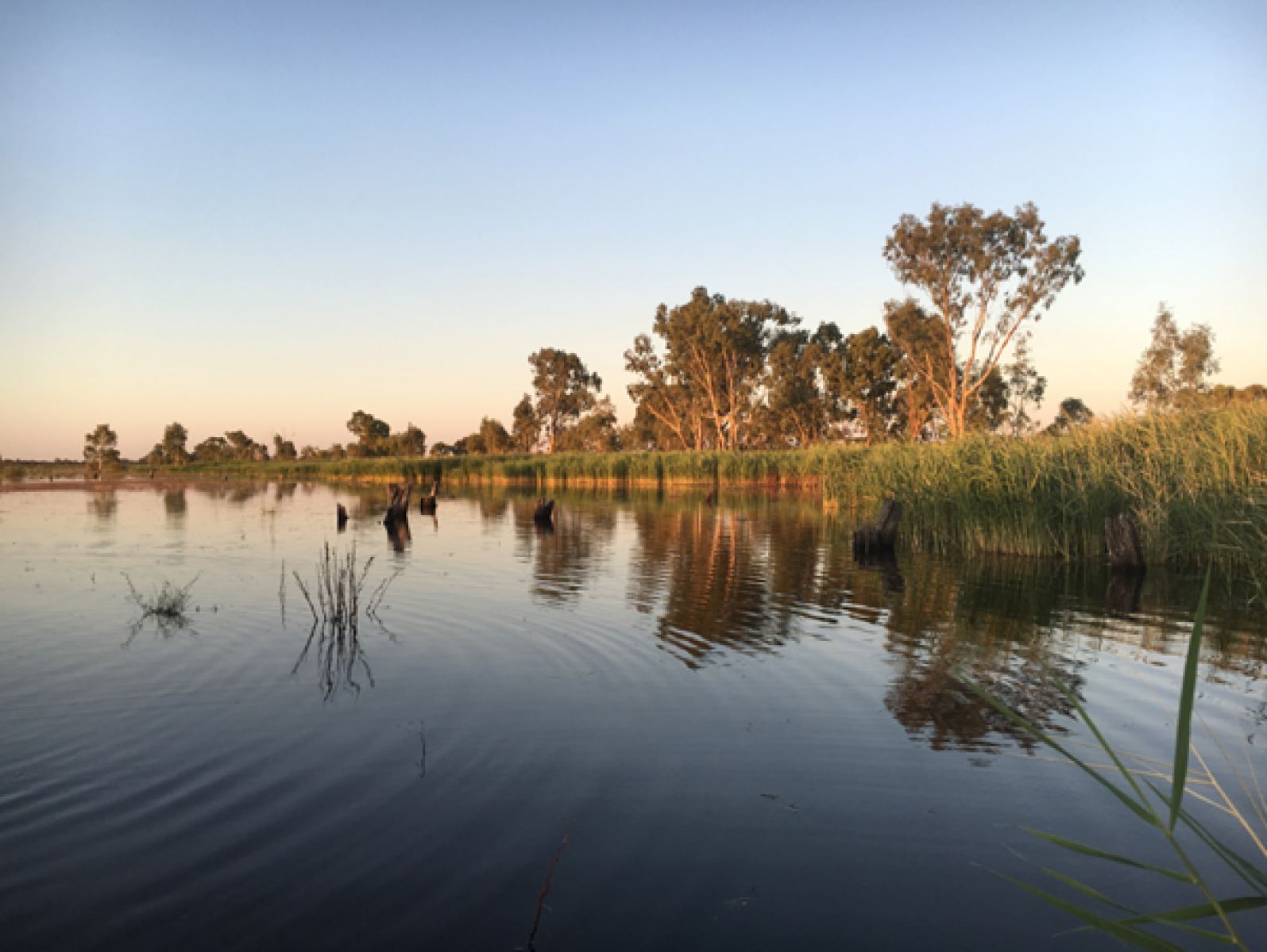 Kerang wetlands