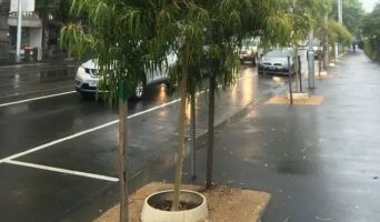 A tree on an urban street in a drainage garden as it rains.
