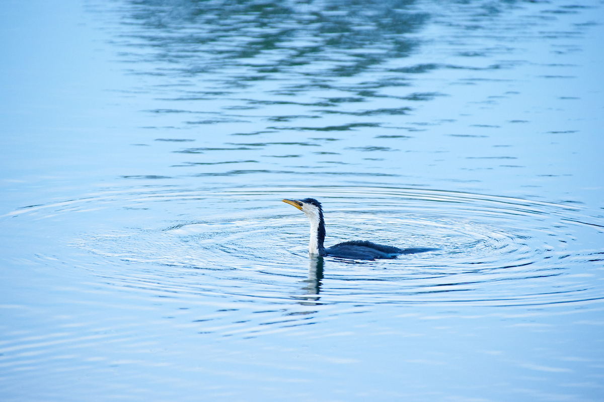 Bird swimming in the water