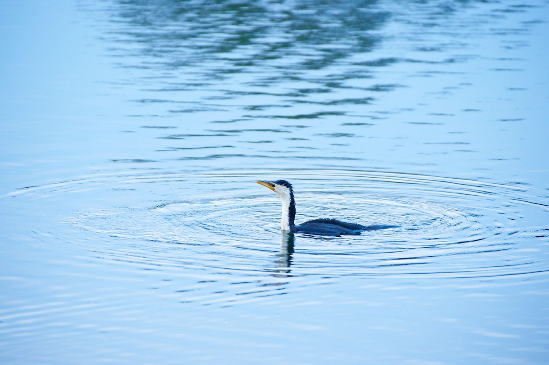 Bird swimming in the water