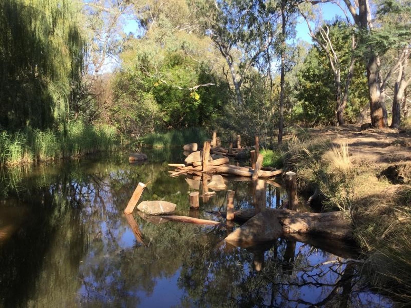 A creek is surrounded by native eucalypts. A series of saw-off logs stick out from the water, surrounded by large stones. There are also large reeds growing on the other side of the creek’s bank. There is also a large willow tree; a non-native tree that negatively affects the health of river and creek ecosystems.