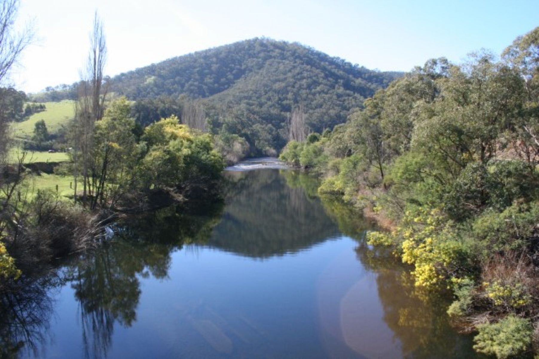 The Mitchell River has willow trees lining it on each side. A mountain in the background is covered in trees. Some wattle trees are also visible. 