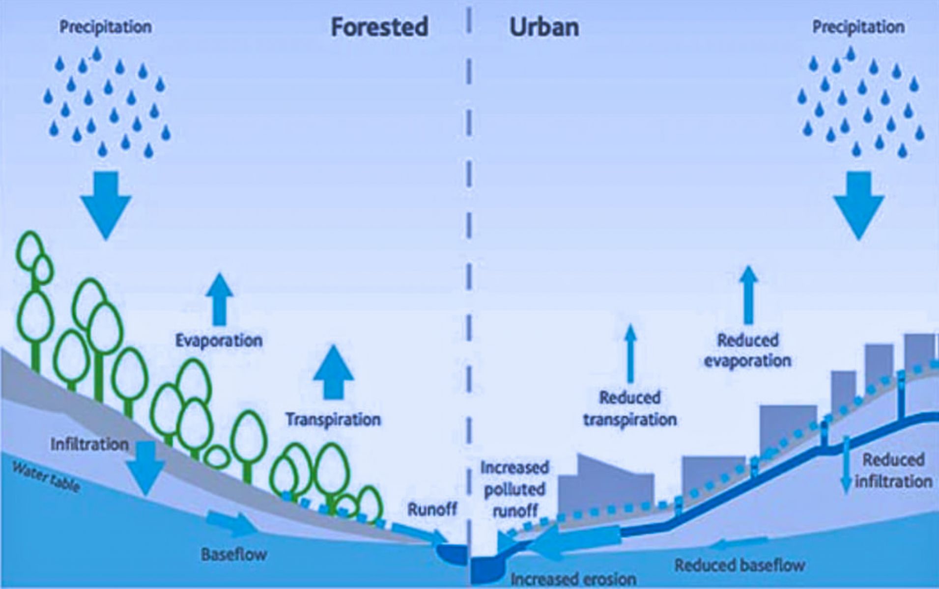 Diagram showing the natural water cycle in a forested catchment compared to the water cycle after urban development. In the natural water cycle, not much water runs directly into waterways, instead it evaporates, gets used by trees or soaks into the ground. In the urban water cycle most water runs directly into waterways, causing erosion and pollution.