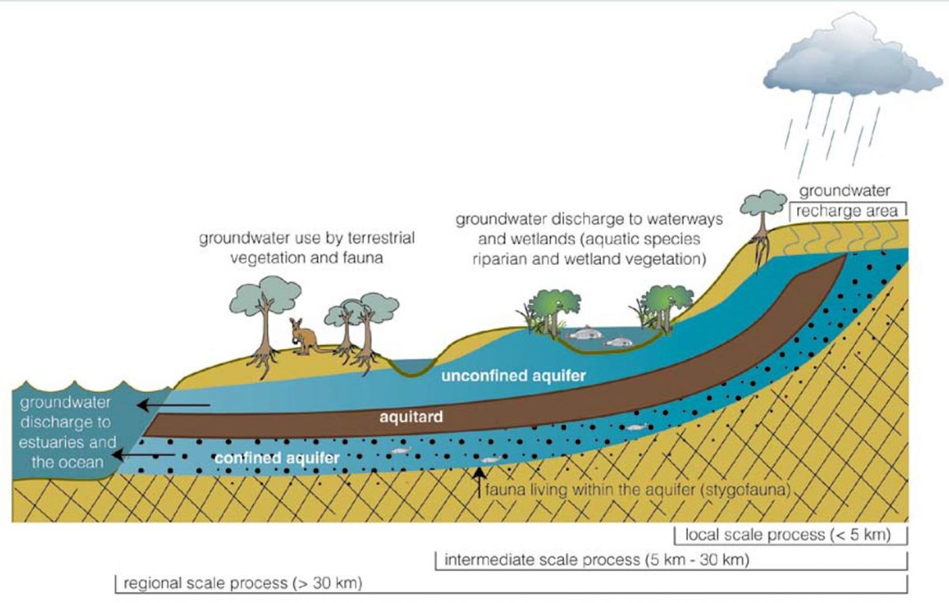 Diagram showing groundwater dependent ecosystems. Groundwater recharge area, groundwater discharges to waterways and wetlands aquatic species riparian and wetland vegetation, groundwater use by terrestrial vegetation and fauna. Unconfined acquifer, aquitard, confined acquifer, unconfined aquifer all discharge groundwater to estuaries and the ocean Fauna living within the aquifer stygofauna.