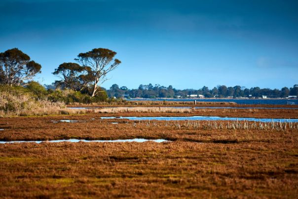 Wetland in Gippsland with trees and blue sky