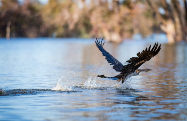 Darter bird taking flight from off the water
