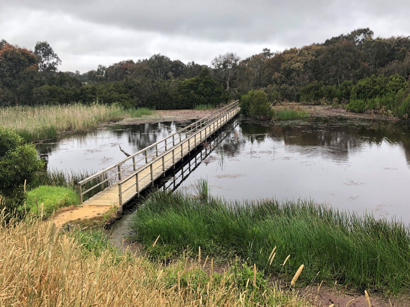 A lush wetland with water in the centre and a wooden footbridge extending through the image. There are trees and other vegetation surrounding the water.