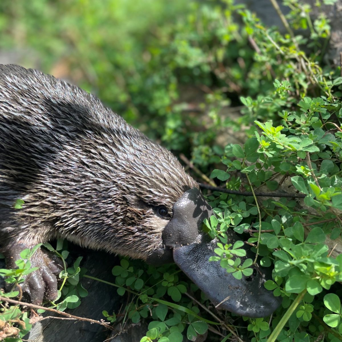 Platypus