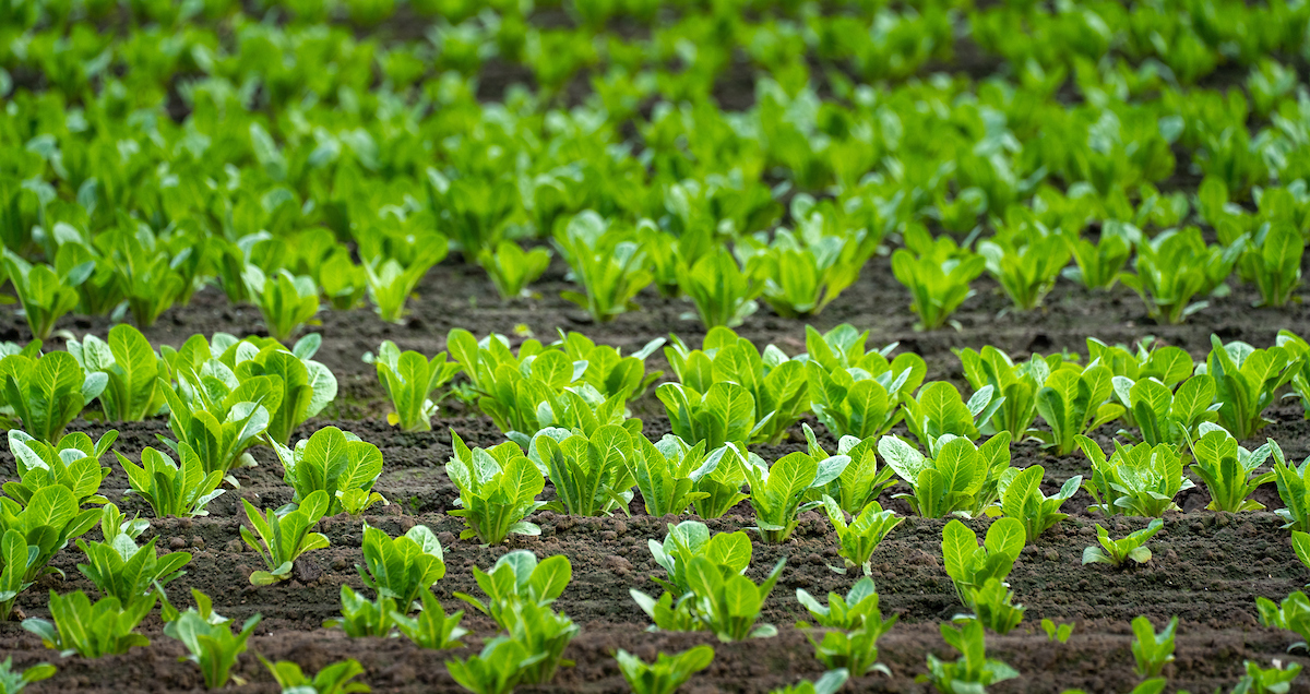 a green field with new plants growing  