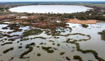 Wetlands made up of patches of green shrubbery, reeds and plant life within water and a large lake.