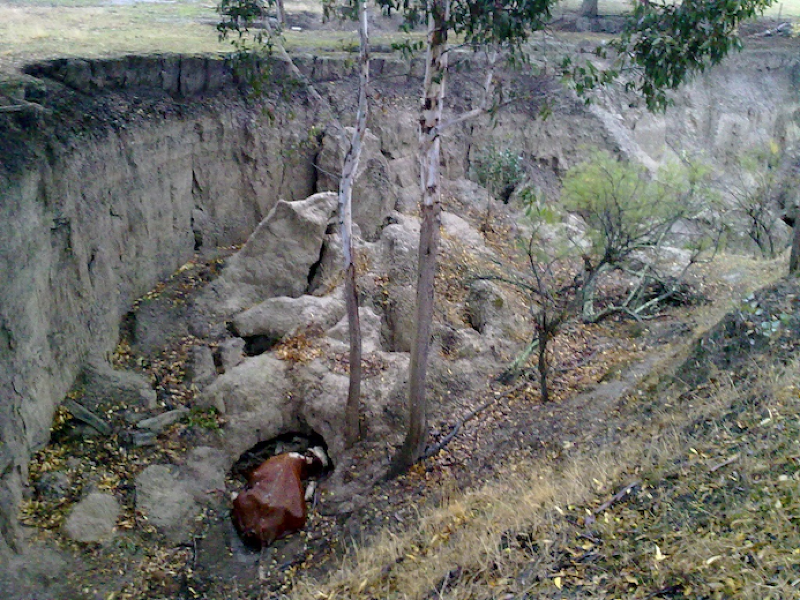 Cow that has died stuck in a deep stream bed