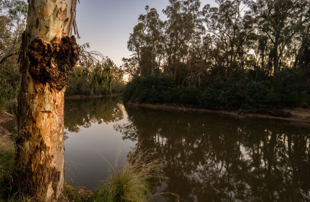 trees along a billabong at sunset