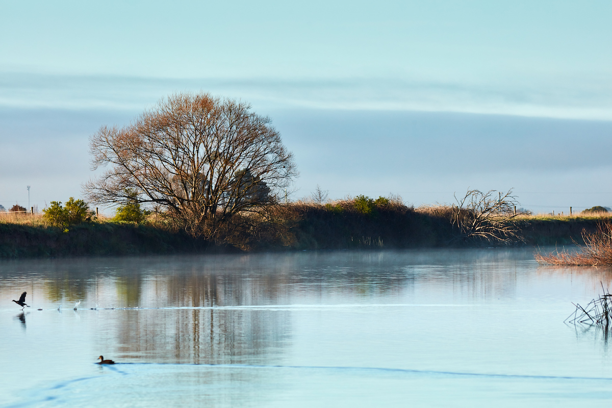 Photo of an estuary showing a wet land with water and a single tree in the background  