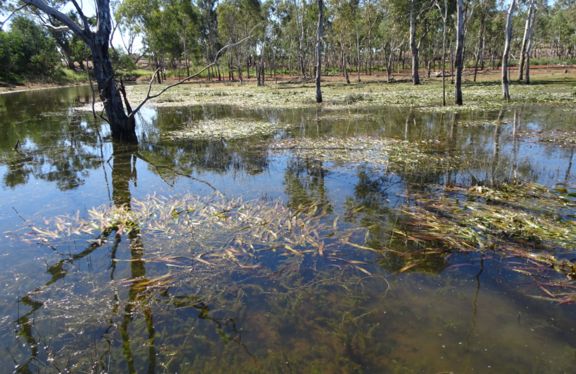 Clean and clear river water showing reeds