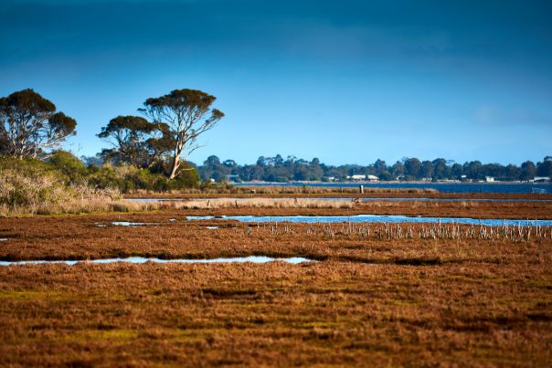 a wetland in dry season on a sunny day with trees in the background